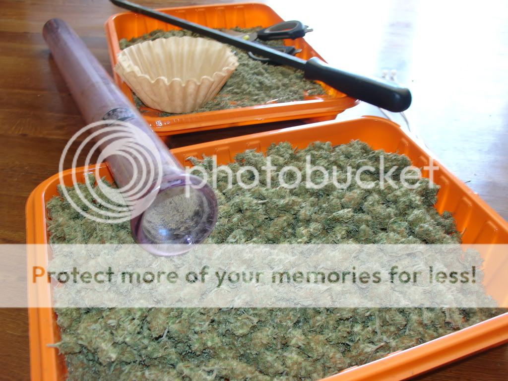 Diy bho extractor U.K. International Cannagraphic Magazine Forums